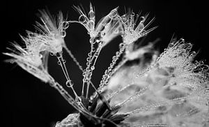 Magical dandelion.... van LHJB Photography