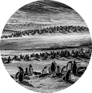 Gentoo Penguins at "The Neck"