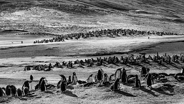Gentoo Penguins at "The Neck" by Claudia van Zanten