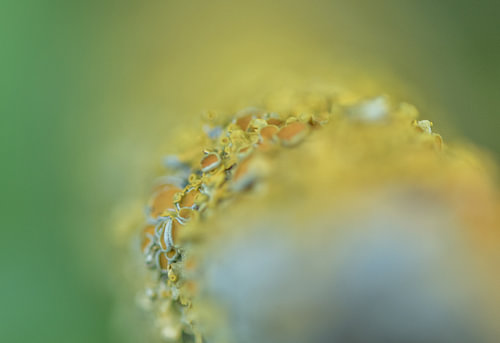 Lichen