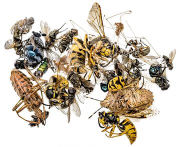 Veel verschillende dode insecten liggen op een hoop. Optioneel op wit n wit