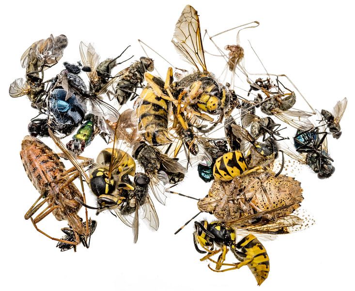 Many different dead insects lie on a heap. Optional on white n white by Hans-Jürgen Janda