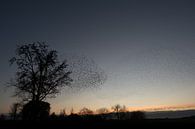 Starlings flying show by Moetwil en van Dijk - Fotografie thumbnail