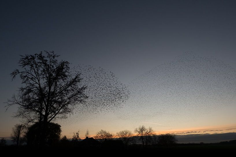 Spreeuwen vliegshow van Moetwil en van Dijk - Fotografie