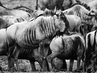 gnous sur ses gardes