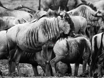 Wildebeest on his guard by Bouke Lolkema