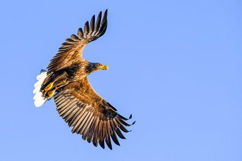 Zeearend  vliegend in de blauwe lucht