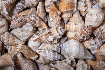 Verzameling schelpen: bruin, beige, grijs en zandkleurig van Marjolijn van den Berg