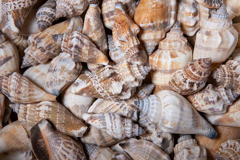 Collection of shells: brown, beige, grey and sandy by Marjolijn van den Berg