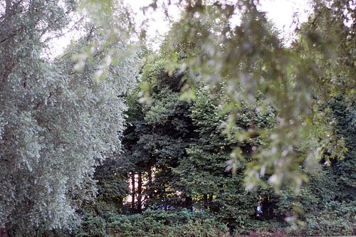 Urban jungle in Amsterdam