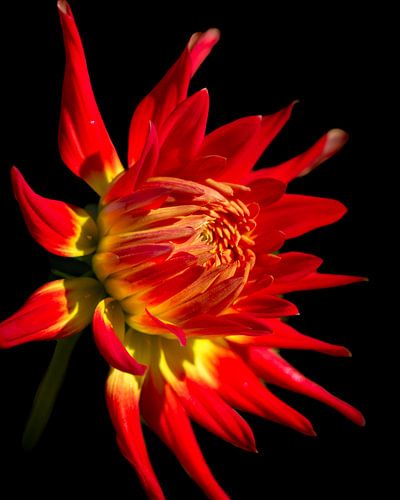 Dahlia x cultorum (red)