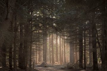 Geheimnisvoller Blick in den Wald von Ans Bastiaanssen