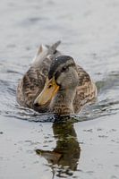Modeling duck