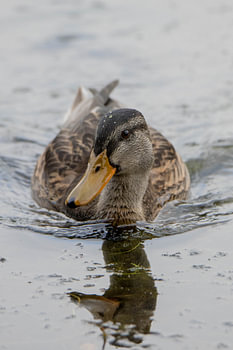 Modeling duck