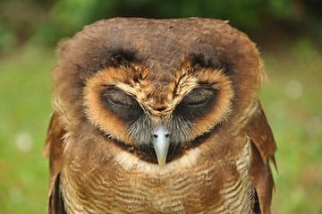 Hibou sur Ruud Ravensbergen