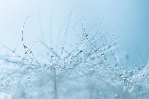 Delicate waterdruppels op paardenbloempluisjes