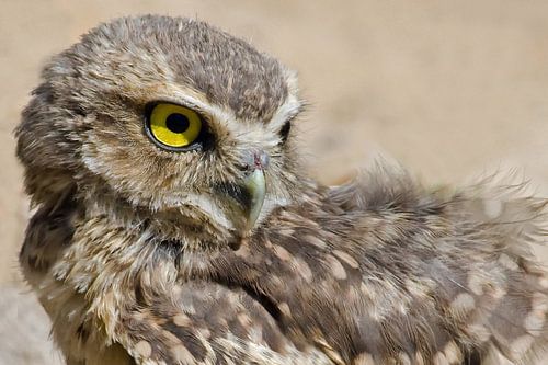 Holenuil in het zand