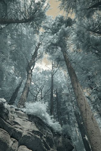 Towards the light by Hidden Light Gallery