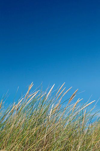 Beach grass in front of a blue sky, Sylt, North Frisia, Schleswig Holstein, Germany