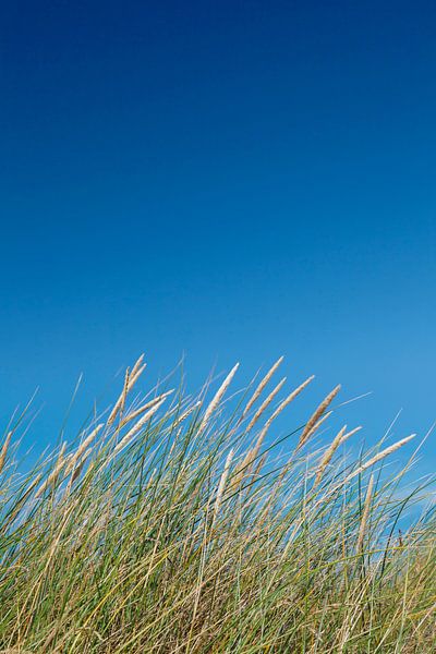 Strandgras voor een blauwe hemel, Sylt, Noord-Friesland, Sleeswijk-Holstein, Duitsland van Markus Lange