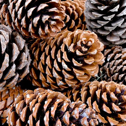 Pine cones