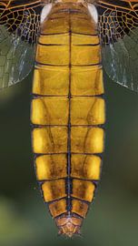 Platbuik libel close-up sur Frank van Middelkoop