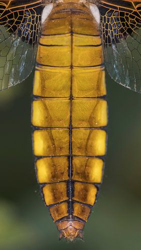 Platbuik libel close-up