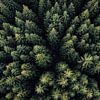 Wald Landschaft Luftaufnahme von Oliver Henze