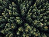 Wald Landschaft Luftaufnahme von Oliver Henze Miniaturansicht