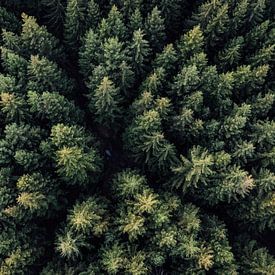 Wald Landschaft Luftaufnahme von Oliver Henze