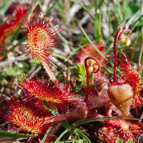 Nature on Texel - Sundew