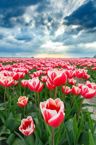 Tulipes rouges et roses en fleurs dans un champ