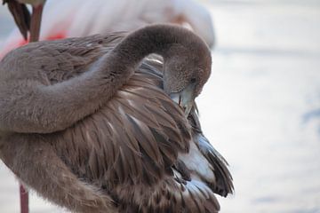 jonge flamingo van Roger Hagelstein