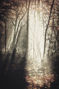 Sonnenlicht