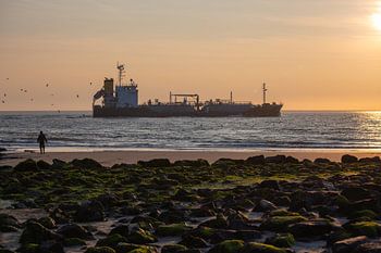 Eenzame wandelaar aanschouwt tanker Crystal Lavender bij zonsondergang, terwijl golven zachtjes breken en meeuwen zweven boven een met zeewier bedekte rotsachtige kustlijn.