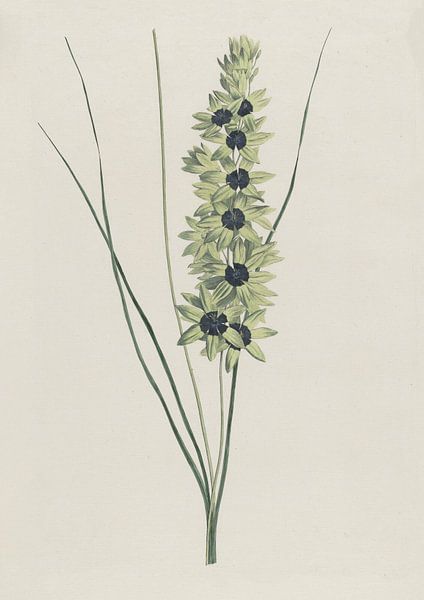 Afrikanische Schwertlilie (Ixia maculata viridis) von Hendrik Schwegman von Gave Meesters