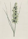 Afrikanische Schwertlilie (Ixia maculata viridis) von Hendrik Schwegman von Gave Meesters Miniaturansicht