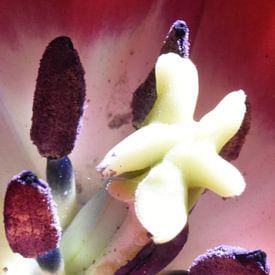 Inside of a tulip by Claudia Kool Kool