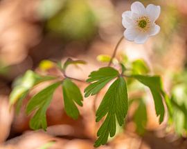 Anemone by Horst Husheer