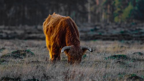 Schottischer Highlander