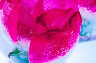 Wilde Rosenblüten in Eis 3 von Marc Heiligenstein Miniaturansicht