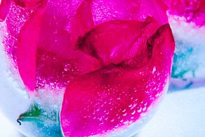 Wilde Rosenblüten in Eis 3