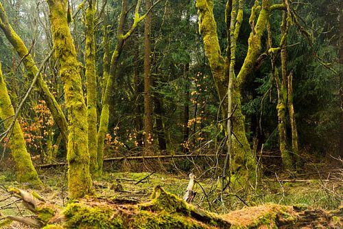 Trees with moss