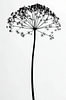 Heracleum mantegazzianum