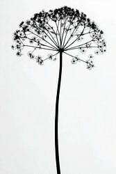 Heracleum mantegazzianum
