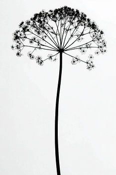 Heracleum mantegazzianum