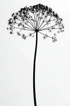Heracleum mantegazzianum van Franka Poulain