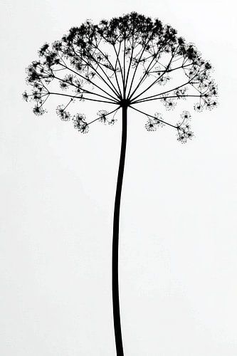 Heracleum mantegazzianum