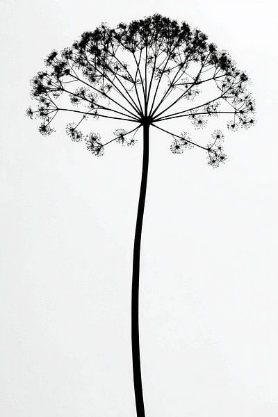 Heracleum mantegazzianum par Franka Poulain