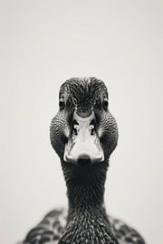 Duck - black and white photography by Poster Art Shop